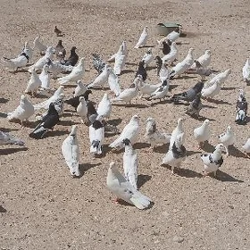 kepderi