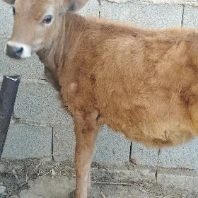 öküzçe