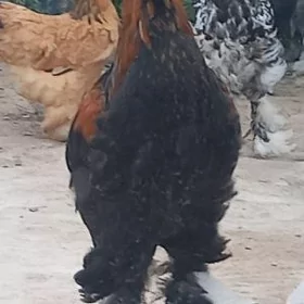 brama