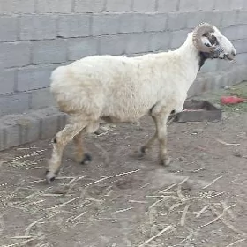 Tohum goc