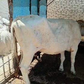 Сыгыр