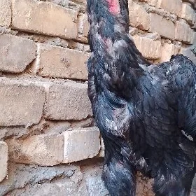 horaz