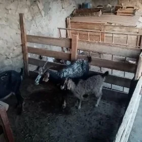 GeciGeci