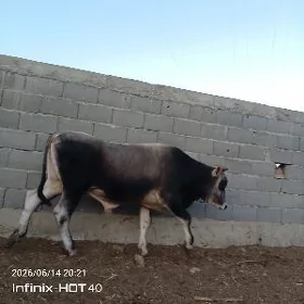 öküz
