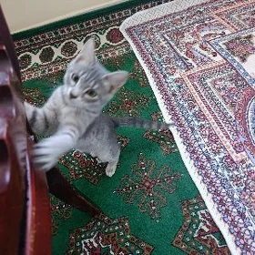 pişik