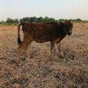 gole okuzce gulajyn