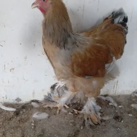 Brama horaz