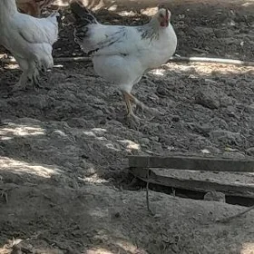 horazlar