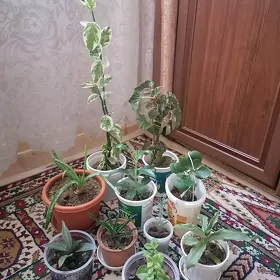 комнатные растения/цветы
