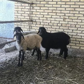 goýun