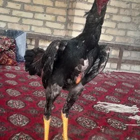 baysow horaz