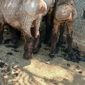 toklular