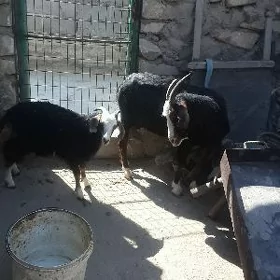 geçi
