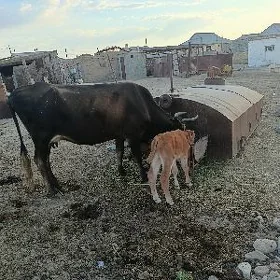 sygyr göleli