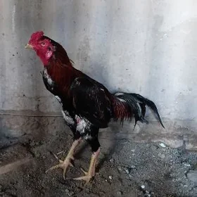 хораз