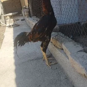 horaz