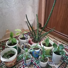 домашние цветы/растения
