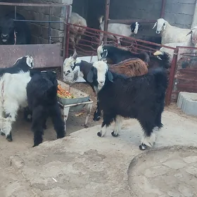 çewiş
