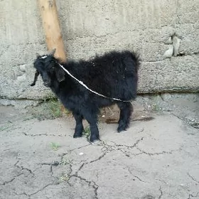 Çewiş erkeç