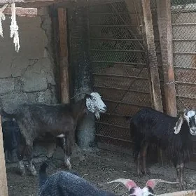 GEÇI