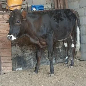 Гачар