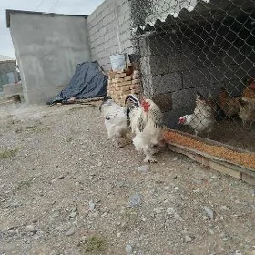 brama horaz