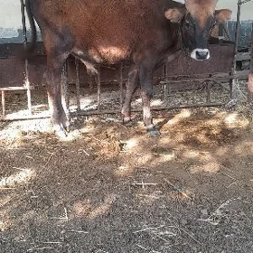 iki sany şwes öküz