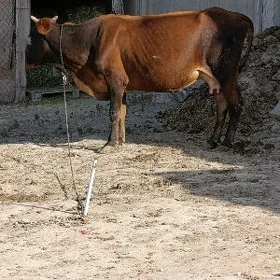 ŞWES SYGYR