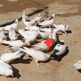 kepderi