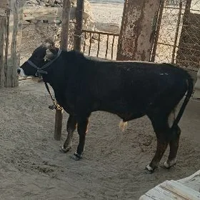 Ökūz