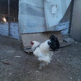 Arassa Brama Horaz