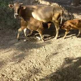 ekiz goleli sygyr