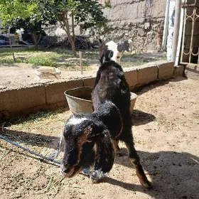 Çewiş tohum