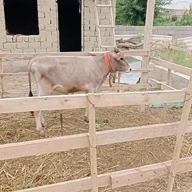 öküz