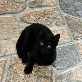 котёнок