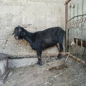 Geçi bakylan