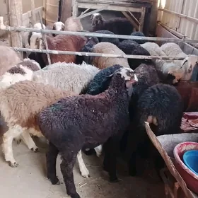 turkmen toklular