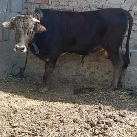 Okizler
