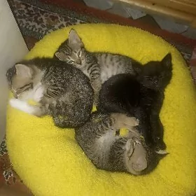 котята