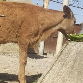 şiwt öküzçe
