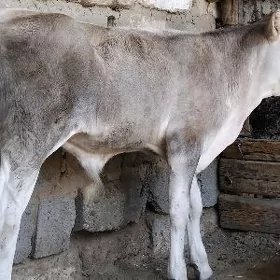 ŞWES OKÛZ ARASSA