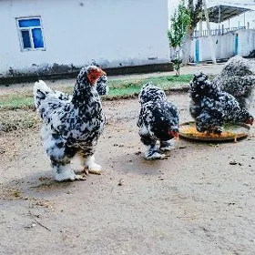 Mramyr brama yumurtga juyje