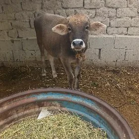 Öküz