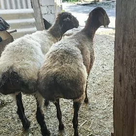 övöç. goýun