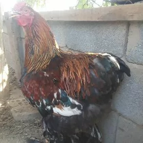 Brama  Horaz