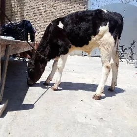Gole arginal zat