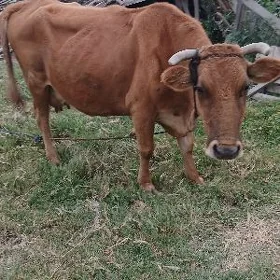 sygyr