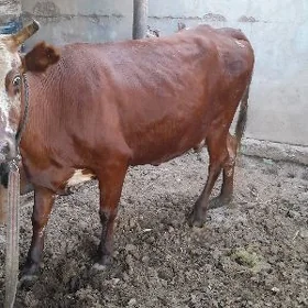 bakylan sygyr