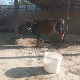 öküz