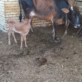 göleli sygyr